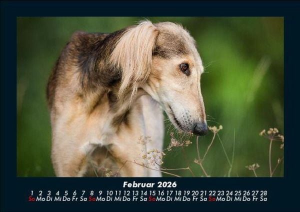 Produktbild: Der Hundekalender 2026 Fotokalender DIN A5