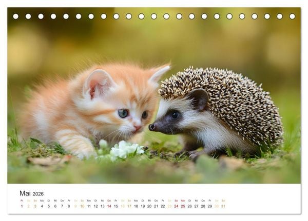 Produktbild: Zauberhafte Katzenbabys (Tischkalender 2026 DIN A5 quer), CALVENDO Monatskalender