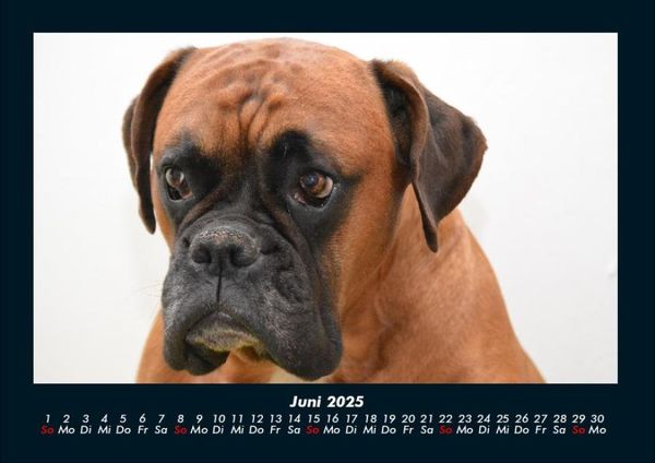 Produktbild: Hunde 2025 Fotokalender DIN A4