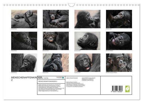 Produktbild: MENSCHENAFFENKINDER 2 (Wandkalender 2026 DIN A3 quer), CALVENDO Monatskalender