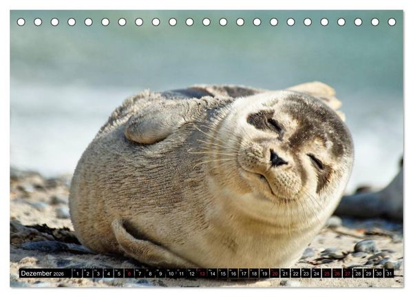 Produktbild: Robben an der Nordsee (Tischkalender 2026 DIN A5 quer), CALVENDO Monatskalender