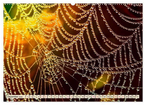 Produktbild: Spinnennetze - Wunder der Natur (Wandkalender 2026 DIN A2 quer), CALVENDO Monatskalender