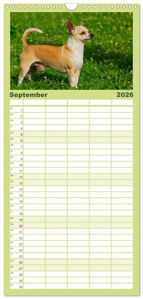 Produktbild: Familienplaner 2026 - Chihuahua - Kleine Hunde ganz gro&szlig; mit 5 Spalten (Wandkalender, 21 x 45 cm) CALVENDO