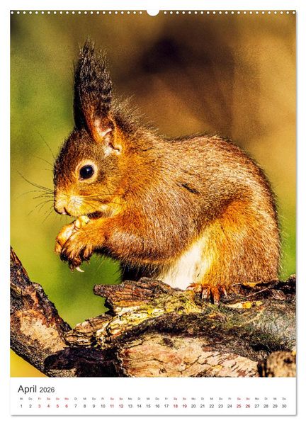 Produktbild: Niedlicher Nager - Das Eichh&ouml;rnchen (hochwertiger Premium Wandkalender 2026 DIN A2 hoch), Kunstdruck in Hochglanz