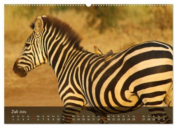 Produktbild: Wildes Ostafrika - Tansania und Kenia hautnah (Wandkalender 2026 DIN A2 quer), CALVENDO Monatskalender