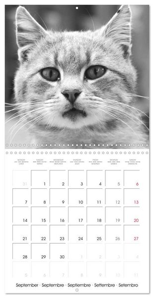 Produktbild: Black and white cat whispers (Wall Calendar 2026 12 &times; 12 Inch) CALVENDO 12 Month Wall Calendar