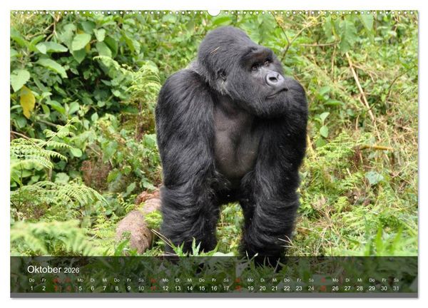 Produktbild: Gorillas. Friedliebende Kraftpakete (hochwertiger Premium Wandkalender 2026 DIN A2 quer), Kunstdruck in Hochglanz