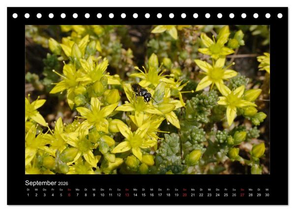 Produktbild: Die Wildbienen Deutschlands (Tischkalender 2026 DIN A5 quer), CALVENDO Monatskalender