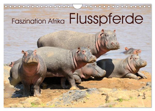 Produktbild: Faszination Afrika: Flusspferde (Wandkalender 2026 DIN A4 quer), CALVENDO Monatskalender