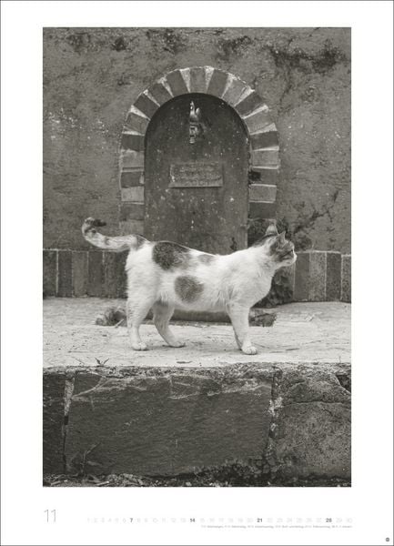 Produktbild: Cats Edition Kalender 2027