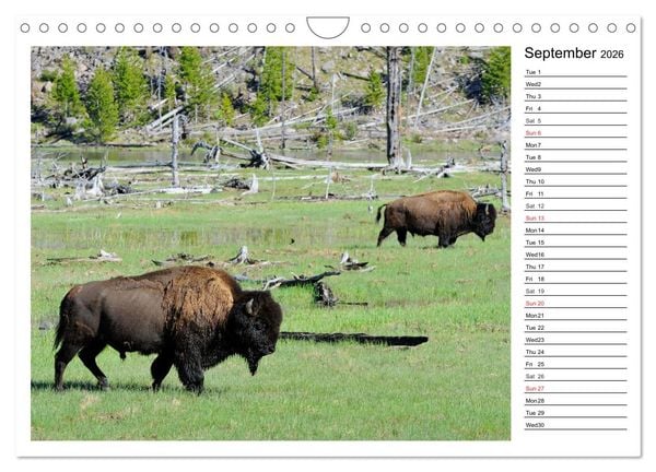 Produktbild: Bisons of North America (Wall Calendar 2026 DIN A4 landscape), CALVENDO 12 Month Wall Calendar