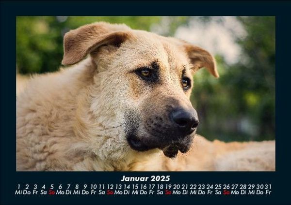 Produktbild: Hundezauber 2025 Fotokalender DIN A5