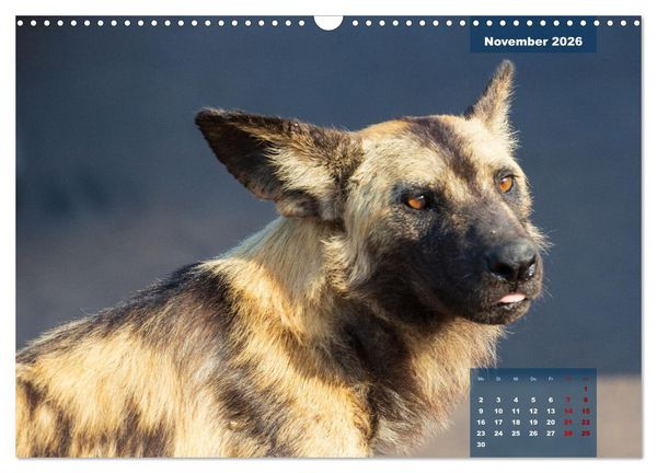 Produktbild: Auf Safari im Kruger National Park (Wandkalender 2026 DIN A3 quer), CALVENDO Monatskalender