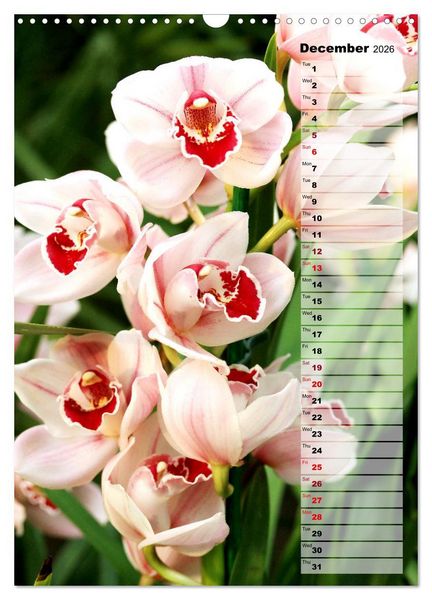 Produktbild: Orchids - Infinite Variety (Wall Calendar 2026 DIN A3 portrait), CALVENDO 12 Month Wall Calendar