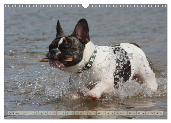 Produktbild: Bulldoggen - Englische und Franz&ouml;sische Bulldoggen (Wandkalender 2026 DIN A3 quer), CALVENDO Monatskalender