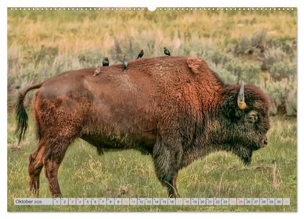 Produktbild: Bison und Wisent - Riesen mit unb&auml;ndiger Kraft (hochwertiger Premium Wandkalender 2026 DIN A2 quer), Kunstdruck in Hochglanz