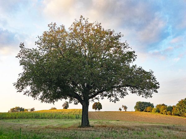 Produktbild: CALVENDO Puzzle September | 1000 Teile Lege-Gr&ouml;&szlig;e 64x48cm Foto-Puzzle f&uuml;r gl&uuml;ckliche Stunden