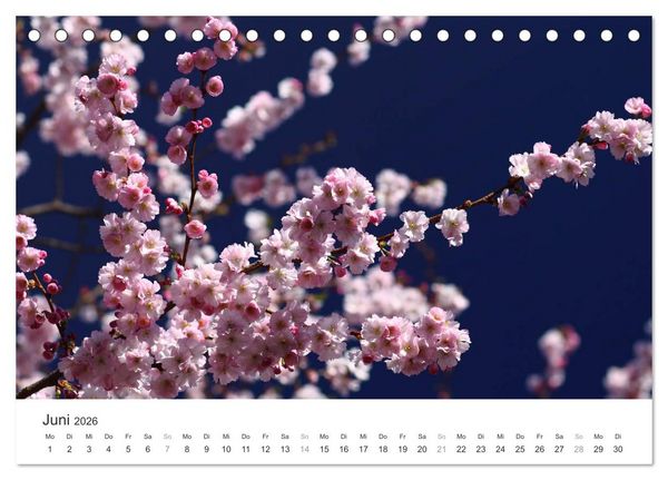 Produktbild: Kirschbl&uuml;tentraum (Tischkalender 2026 DIN A5 quer), CALVENDO Monatskalender