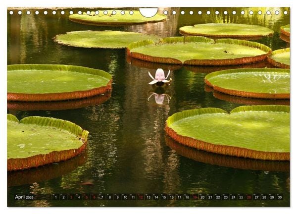 Produktbild: Mauritius - Trauminsel im Indischen Ozean (Wandkalender 2026 DIN A4 quer), CALVENDO Monatskalender