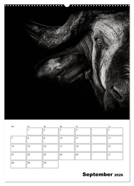 Produktbild: Charakterk&ouml;pfe aus der Welt der Tiere (hochwertiger Premium Wandkalender 2026 DIN A2 hoch), Kunstdruck in Hochglanz
