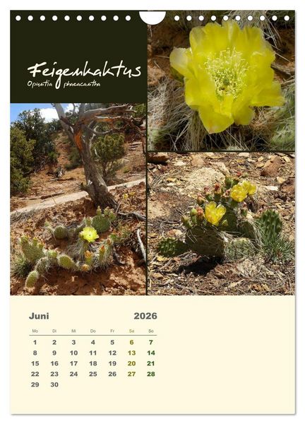 Produktbild: Kakteen der US-S&uuml;dweststaaten (Wandkalender 2026 DIN A4 hoch), CALVENDO Monatskalender