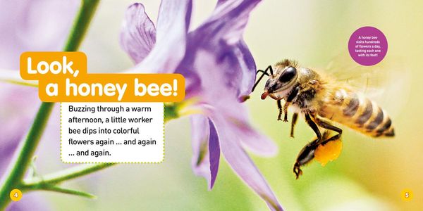 Produktbild: Explore My World: Honey Bees