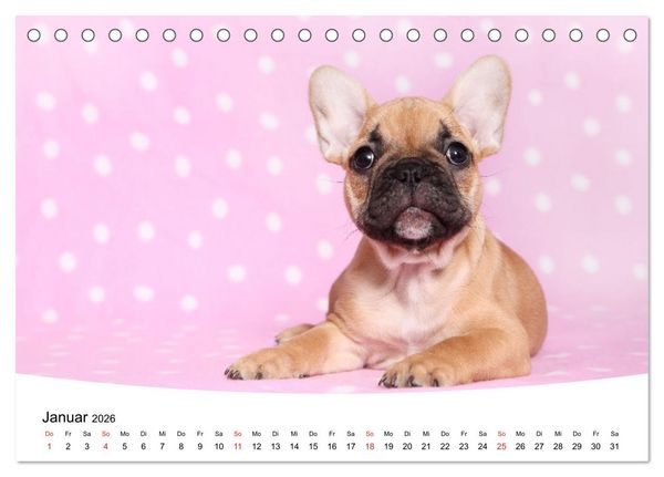 Produktbild: Bullys - Franz&ouml;sische Bulldoggen 2026 (Tischkalender 2026 DIN A5 quer), CALVENDO Monatskalender