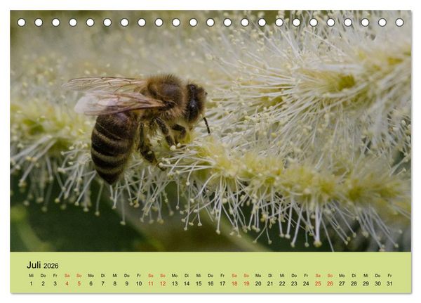 Produktbild: Bienen bei der Arbeit (Tischkalender 2026 DIN A5 quer), CALVENDO Monatskalender