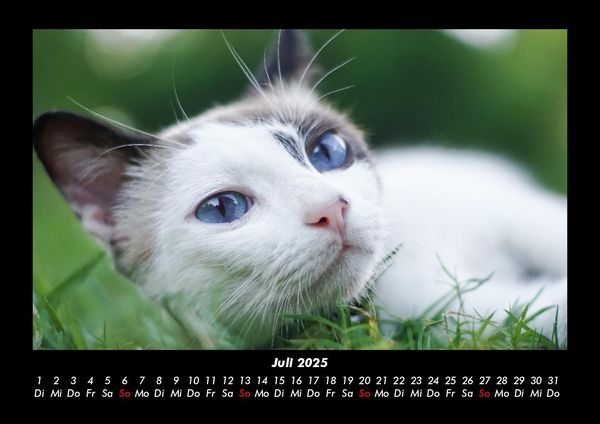 Produktbild: F&uuml;r Katzenfreunde 2025 Fotokalender DIN A3