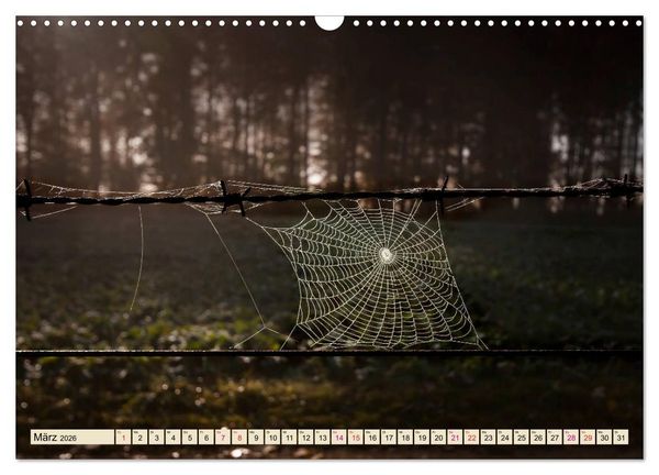 Produktbild: Spinnennetze - Wunder der Natur (Wandkalender 2026 DIN A3 quer), CALVENDO Monatskalender
