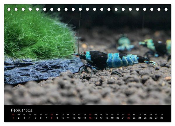 Produktbild: Zwerggarnelen - gepanzerte Juwelen im Aquarium (Tischkalender 2026 DIN A5 quer), CALVENDO Monatskalender