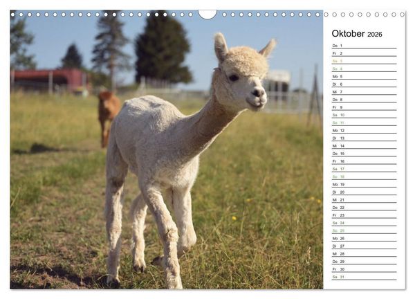 Produktbild: Alpakas im Paradies (Wandkalender 2026 DIN A3 quer), CALVENDO Monatskalender