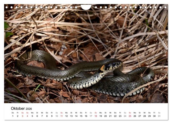 Produktbild: Heimische Tierwelt (Wandkalender 2026 DIN A4 quer), CALVENDO Monatskalender