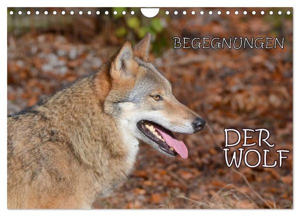 Produktbild: Begegnungen DER WOLF (Wandkalender 2026 DIN A4 quer), CALVENDO Monatskalender