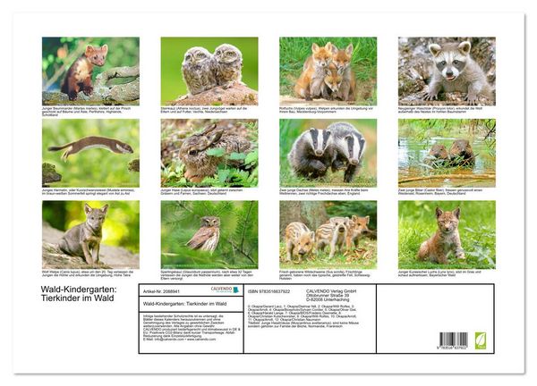 Produktbild: Wald-Kindergarten: Tierkinder im Wald (Wandkalender 2026 DIN A2 quer), CALVENDO Monatskalender