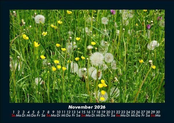 Produktbild: Blumenkalender 2026 Fotokalender DIN A5