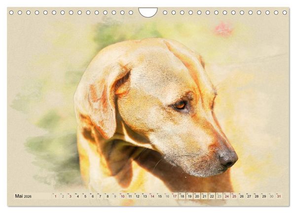 Produktbild: Rhodesian Ridgeback 2026 (Wandkalender 2026 DIN A4 quer), CALVENDO Monatskalender