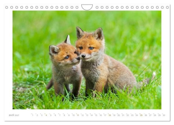 Produktbild: Un an avec le renard roux (Calendrier mural 2027 DIN A4 vertical), CALVENDO calendrier mensuel