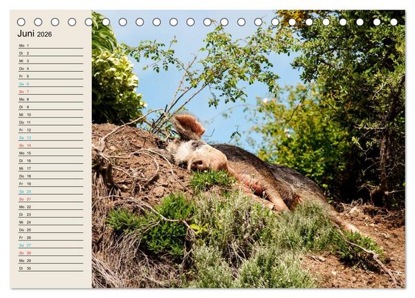 Produktbild: Korsika 2026 (Tischkalender 2026 DIN A5 quer), CALVENDO Monatskalender