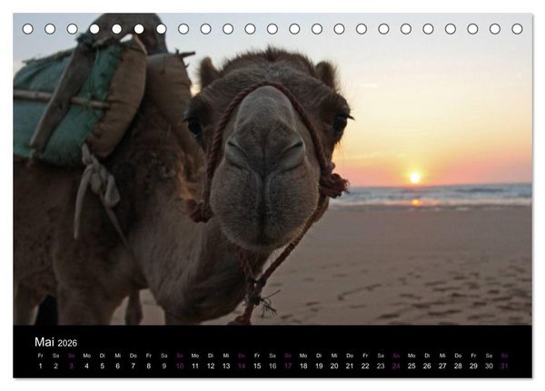 Produktbild: Kamele 2026 - Unterwegs mit zottigen W&uuml;stenschiffen (Tischkalender 2026 DIN A5 quer), CALVENDO Monatskalender