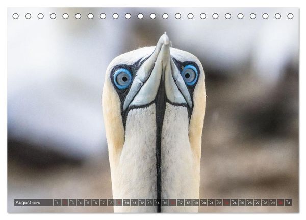 Produktbild: blick kontakt mit tieren im &ouml;stlichen und s&uuml;dlichen afrika (Tischkalender 2026 DIN A5 quer), CALVENDO Monatskalender