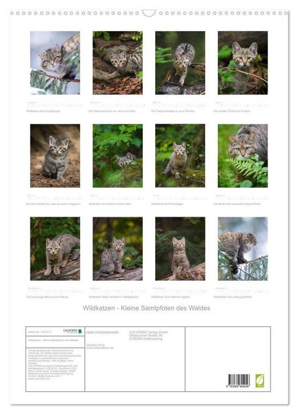 Produktbild: Wildkatzen - Kleine Samtpfoten des Waldes (Wandkalender 2027 DIN A2 hoch), CALVENDO Monatskalender