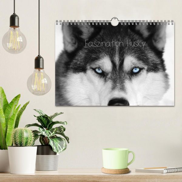 Produktbild: Faszination Husky (Wandkalender 2026 DIN A4 quer), CALVENDO Monatskalender