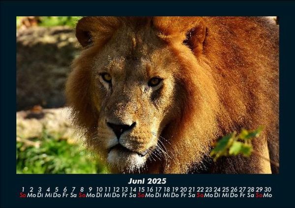 Produktbild: L&ouml;wen in der Wildnis 2025 Fotokalender DIN A5