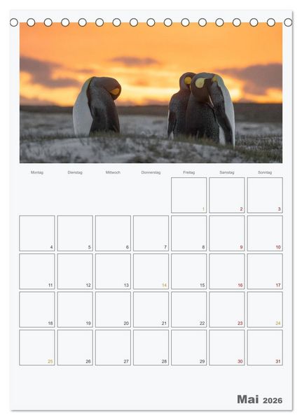 Produktbild: Alltag bei den Pinguinen auf Falkland (Tischkalender 2026 DIN A5 hoch), CALVENDO Monatskalender