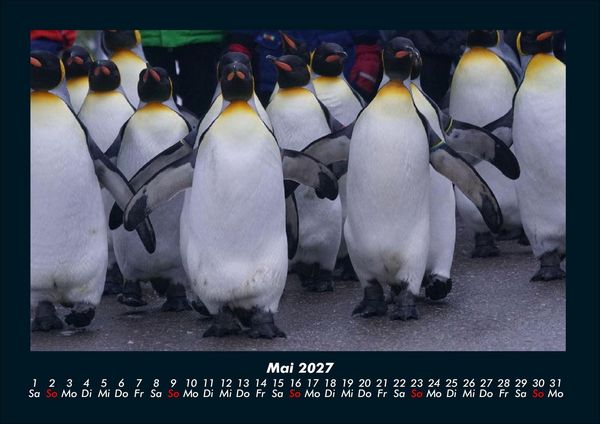 Produktbild: Pinguine & Eisb&auml;ren 2027 Fotokalender DIN A4