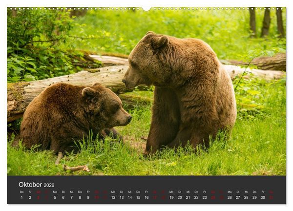 Produktbild: Die grossen B&auml;rentatzen (Wandkalender 2026 DIN A2 quer), CALVENDO Monatskalender