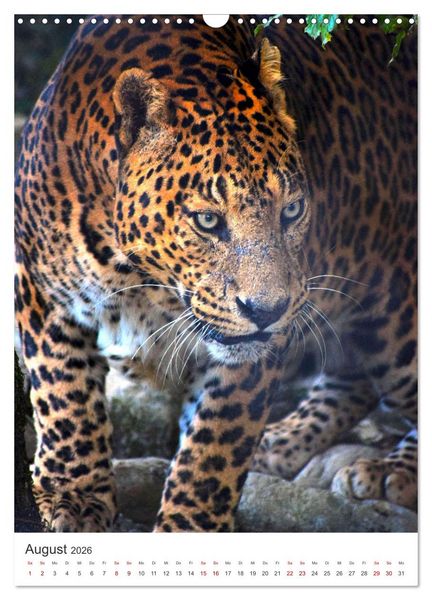 Produktbild: Leoparden - Die Beute im Visier. (Wandkalender 2026 DIN A3 hoch), CALVENDO Monatskalender
