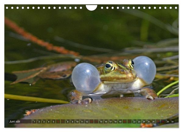Produktbild: Heimische Amphibien (Wandkalender 2026 DIN A4 quer), CALVENDO Monatskalender