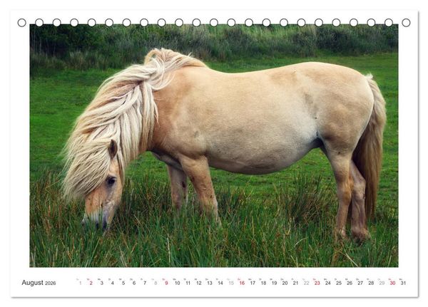 Produktbild: Der Pferdekalender (Tischkalender 2026 DIN A5 quer), CALVENDO Monatskalender